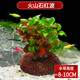 寵小俠水草植物魚(yú)缸真草造景生態(tài)全套擺件養魚(yú)增氧鋪底陰性水培凈化綠植 【賽級精品】火山石紅波