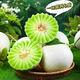 山東現摘頭茬玉菇甜瓜 新鮮當季時(shí)令水果整箱 5斤 凈重4.5斤 2-3個(gè) 精品裝