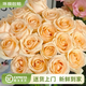 云南鮮花批發(fā)品質(zhì)玫瑰百合水養鮮切花送女友水養鮮花源頭直發(fā) 香檳（蜜桃雪山）-20支 【任選2件—不收運費】