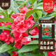 北蔬 鳳仙花種子種苗四季種好養活庭院盆栽花卉 重瓣鳳仙花種子500粒