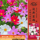 壽禾格?；ǚN子苗波斯菊花籽批發(fā)混色大花波斯菊種子300g(100gx3包)
