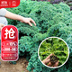 大禹羽衣甘藍種子大全盆栽苗帶土種苗菜苗秋冬季蔬菜苗食用雨衣甘蘭 綠羽衣甘藍苗 5棵+1棵 帶土
