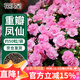 花沃里重瓣鳳仙花種子/茶花驅蛇花種子蛇滅門(mén)家庭盆栽陽(yáng)臺學(xué)校種約50粒