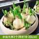 月季村水仙花種球種子盆栽水養花卉球種 大球2個(gè) 周長(cháng)12-15cm源頭直發(fā)