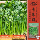 壽禾 香菜種子苗小葉四季盆栽菜種籽 濰豐小葉香菜種子15g約2900粒