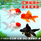 百綸木千金魚(yú)觀(guān)賞魚(yú)不打氧耐活小魚(yú)淡水魚(yú)好養活冷水魚(yú)活魚(yú)紅獅子頭國獅 【新品特惠】四方來(lái)財各1條 共4條 7-10cm