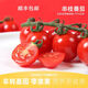 枝說(shuō)串收番茄櫻桃小番茄新鮮蔬菜兒童營(yíng)養食品黃金酸糖比西紅柿圣女果 串枝小番茄198克*2盒【富含番茄紅素】 396g