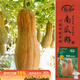 壽禾蜜本南瓜種子苗老品種甜糯型秋季菜籽 濰育黃盾蜜本南瓜種子50粒
