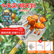 EVANLEY摘果神器伸縮桿摘柿子楊梅李子杏子荔枝摘果芒器高空采摘水果工具 【加固款】6米不銹鋼摘果器
