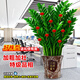 臨雅金錢(qián)樹(shù)盆栽室內大型綠植物錢(qián)串子擺件花卉0.9-1m招財盆源頭直發(fā)