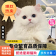 祥記萌奇拿破侖矮腳貓幼貓活體曼基康短腿貓純種寵物貓幼崽純白純黑長(cháng)毛貓 血統級 好物推薦：白色