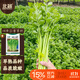 北蔬 小香芹種子種苗農家四季盆栽種植青菜籽 四季小香芹種子10g