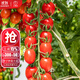 大禹千禧小番茄苗圣女果西紅柿盆栽蔬菜苗樹(shù)苗水果苗子四季南方 千禧圣女果苗 12棵