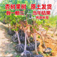 帝王杏樹(shù)苗帶土發(fā)貨特大早熟杏子樹(shù)苗嫁接盆地栽南北方種當年結果 地徑1.5-2公分粗左右 杏樹(shù)樹(shù)苗【品種備注】