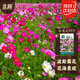 北蔬 波斯菊野花種子苗四季開(kāi)好種盆栽花卉籽 格?；ǚN子20g約2000粒