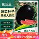 花沃里黑美人西瓜種50粒 蔬菜種子陽(yáng)臺花盆西瓜盆栽種菜土庭院田間種植