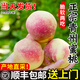 果亞多【順豐】青州蜜桃脆甜桃子新鮮冬雪蜜桃水果青毛桃蜜桃山東冬桃A 5斤【21-26個(gè)】順豐快遞