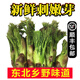 【順豐】東北新鮮刺嫩芽 刺老芽嫩芽刺龍芽新鮮山野菜 【刺嫩芽】1斤