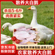 崠鮮大鵝生鮮 殺后凈重5-6斤 農家散養大白鵝新鮮冷凍嫩鵝肉 源頭直發(fā)