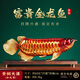 全銅招財(cái)金龍魚(yú)非遺大漆風(fēng)水?dāng)[件客廳送老板辦公室喬遷開(kāi)業(yè)禮品 特大號(hào)【年年有余】68*25*30
