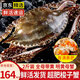 【活蟹發(fā)貨不包活】青島梭子蟹特大鮮活螃蟹海蟹飛蟹母蟹公蟹蟹類(lèi) 鮮活-帶膏帶黃母蟹2斤3-6只 鮮活發(fā)貨