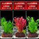 寵小俠水草植物魚(yú)缸真草造景生態(tài)全套擺件養魚(yú)增氧鋪底陰性水培凈化綠植 蜈蚣草+紅宮廷+綠宮廷【經(jīng)典搭配】