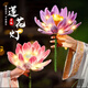 迪普爾扭扭棒元宵節燈籠兒童燈籠diy手工制作材料手舉花燈幼兒園荷花燈