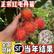 正宗紅毛丹樹(shù)苗當年結果南方北方種植紅毛丹果樹(shù)苗盆栽地栽水果苗 四年苗(推薦)