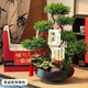 Only you【兩小時(shí)達】五層塔松盆栽青松綠植中秋節松樹(shù)盆景室內植物 桃李滿(mǎn)天下【精致造景老樁塔松盆景】送老師推薦