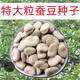 ONESAID日本大白皮蠶豆種子春秋冬種植籽種高產(chǎn)大板胡豆耐寒蔬菜 高產(chǎn)白皮蠶豆種子【100?！? title=
