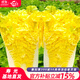 育禾農雞蛋黃大白菜種子大全農科院奶油黃心菜籽冬儲夏秋季熱天種新品種 雞蛋黃白菜種子12g