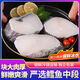 【港口直銷(xiāo)】深海鱈魚(yú)大塊 原切深海捕撈鱈魚(yú)中段低脂高蛋白 【10斤裝】正宗深海鱈魚(yú)塊 原切直發(fā) 5000g