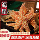通用海星中藥材新貨刺棘海星深海大海五星海盤(pán)車(chē)干貨煲湯泡酒料 海星250克【實(shí)惠裝】