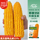 壽禾鄭單958玉米種子苗大田優(yōu)良菜籽 企選版鄭單958玉米種子約1400粒