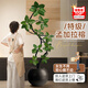 臨雅孟加拉榕樹(shù)客廳造型綠植物室內大型盆栽1.65-1.85m黑球盆源頭直發(fā)
