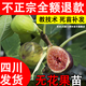 正宗四川無(wú)花果樹(shù)苗特大果波姬紅無(wú)花果苗木盆栽地栽水果樹(shù)苗大全 無(wú)花果樹(shù)苗 高度1米