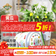 德沃多肥料黃瓜種子DIY兒童趣味種植盆栽套裝花卉綠植盆栽蔬菜觀(guān)察種植杯