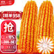 大禹鄭單958玉米種子國審產(chǎn)高矮大棒雜交抗旱抗倒官方正品矮桿包谷 鄭單958玉米種子20斤5畝大棒國審