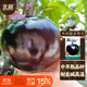北蔬 圓茄子種子苗紫黑特大南北方種植四季蔬菜種籽 黑碩圓茄種子50粒