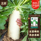 北蔬 九斤王白蘿卜種子苗白玉大蘿卜秋季蔬菜種籽 九斤王蘿卜種子20g