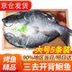 往牧叉尾鮰魚(yú) 免處理 青江魚(yú) 烤魚(yú)精品  腌制半成品 冷凍生鮮 江團魚(yú) 【大號5條】?jì)糁?.2-1.4斤/條