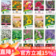 花沃里20款花種子套餐 花卉種子組合太陽(yáng)花鳳仙花向日葵四季種野花