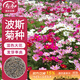 壽禾 格?；ǚN子苗波斯菊春季盆栽種籽 大花波斯菊混色種子100g(大袋)