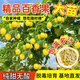 旺之春欽蜜9號黃金百香果樹(shù)果苗廣西嫁接百香果苗全國四季種植不斷結果 【當年結果】3棵9號黃金果【蜜香純甜】送肥料 15cm(含)-30cm(不含)