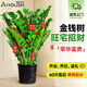 愛(ài)優(yōu)尚金錢(qián)樹(shù)盆栽客廳室內大型綠植辦公室盆景搖錢(qián)串子喬遷開(kāi)業(yè)源頭直發(fā)