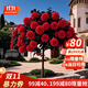 聽(tīng)雪樓樹(shù)樁月季特大花多季開(kāi)花樹(shù)狀玫瑰棒棒糖月季花老樁花苗大苗 國月紅色【大花濃香】1.3-1.5公分粗