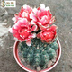仙人球【大緋花玉】 易養(yǎng)美觀(guān)開(kāi)花 辦公桌綠植盆栽 超大緋花玉14cm 裸根不帶土
