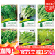 花沃里6款蔬菜種子種苗大全 白菜生菜香菜雞毛菜菠菜胡蘿卜陽(yáng)臺盆栽種籽
