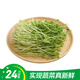 【24小時(shí)菜】豌豆苗250g(長(cháng)度≤15cm)