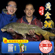 密農人家2025密云鮮魚(yú)開(kāi)河黃金鯉 鯉魚(yú)新鮮 淡水魚(yú) 凈膛 鮮魚(yú)密云發(fā)貨 正宗水庫鯉魚(yú)3斤